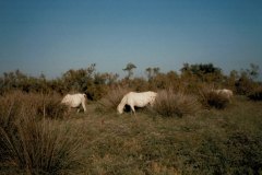 1985 | Camargue, France