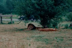 1995 | African Lion Safari, Hamilton and Cambridge, Canada