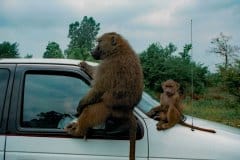 1995 | African Lion Safari, Hamilton and Cambridge, Canada