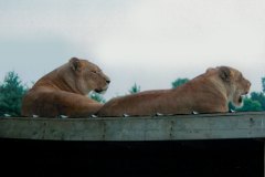 1995 | African Lion Safari, Hamilton and Cambridge, Canada