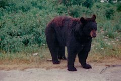 1995 | African Lion Safari, Hamilton and Cambridge, Canada