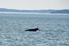 September 5, 2023 | Whale watching, Bay of Fundy, St. Andrews, New Brunswick, Canada