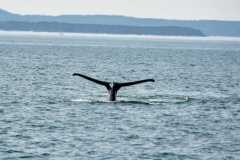 September 5, 2023 | Whale watching, Bay of Fundy, St. Andrews, New Brunswick, Canada