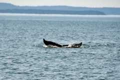 September 5, 2023 | Whale watching, Bay of Fundy, St. Andrews, New Brunswick, Canada