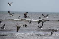 September 7, 2023 | North Rustico Beach, Prince Edward Island National Park, Prince Edward Island, Canada