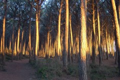 September 27, 2004 | Forest near Camping Mareblu, Cecina, Italy