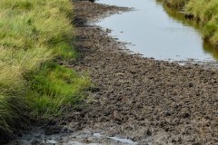 August 20, 2024 | Nationalpark Schleswig-Holsteinisches Wattenmeer, St. Peter-Ording, Germany