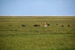 August 21, 2024 | Nationalpark Schleswig Holsteinisches Wattenmeer, St. Peter-Ording, Germany