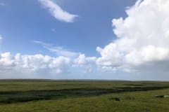 August 21, 2024 | Nationalpark Schleswig Holsteinisches Wattenmeer, St. Peter-Ording, Germany