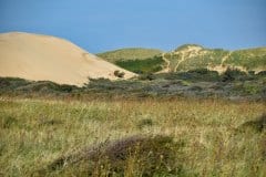 August 28, 2024 | Coast neat Rubjerg Knude Fyr, Løkken, Denmark