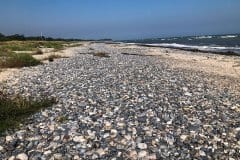 September 6, 2024 | Beach Ulvshale, Stege, Denmark