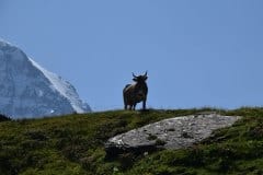 August 11, 2021 | Between Männlichen and Kleine Scheidegg,  Switzerland