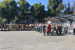 September 12, 2016 | 13. Etappe Appenzell - Altstätten | Viehmarkt in Appenzell AI