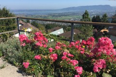 September 13, 2016 | 14. Etappe Altstätten - Rorschach | Blick von Walzenhausen AR auf den Bodensee