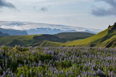 June 15, 2025 | Near Vik, Iceland