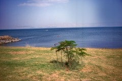 August 1984 | Sea of Galilee, Tabgha, Israel