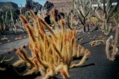 April, 1997 | Jardín de Cactus, Guatiza, Lanzarote, Spain