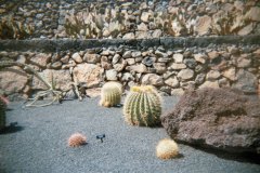 April, 1997 | Jardín de Cactus, Guatiza, Lanzarote, Spain