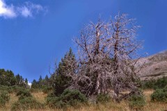 1988 | Swiss National Park, Switzerland