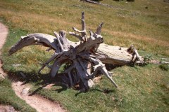 1988 | Swiss National Park, Switzerland