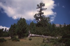 1988 | Swiss National Park, Switzerland