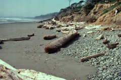 April 28, 1983 | Pacific Coast, Olympic National Park, Washington, USA