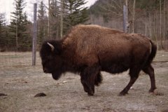May 7, 1983 | Banff National Park, Banff Buffalo Paddock, Banff, Alberta, Canada