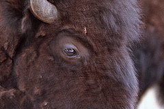 May 7, 1983 | Banff National Park, Banff Buffalo Paddock, Banff, Alberta, Canada