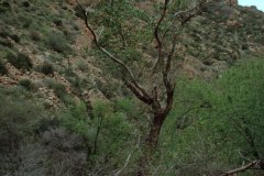 March 20, 1983 | Apache Trail, Arizona, USA