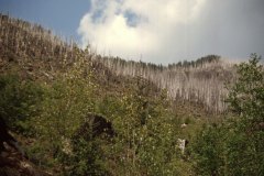 April 30, 1983 | Forest fire area, Vancouver Island, British Columbia, Canada