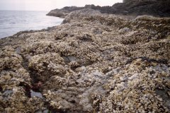 May 1, 1983 | Pacific Rim National Park, Vancouver Island, British Columbia, Canada