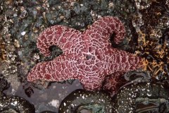 May 1, 1983 | Pacific Rim National Park, Vancouver Island, British Columbia, Canada