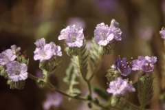 April 6, 1983 | Anza Borrego Desert State Park, California, USA