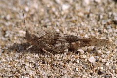 April 6, 1983 | Anza Borrego Desert State Park, California, USA