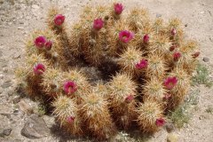 April 6, 1983 | Anza Borrego Desert State Park, California, USA