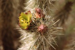 April 6, 1983 | Anza Borrego Desert State Park, California, USA