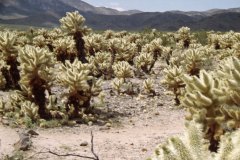 April 6, 1983 | Anza Borrego Desert State Park, California, USA