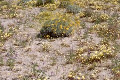 April 7, 1983 | Joshua Tree National Monument, California, USA