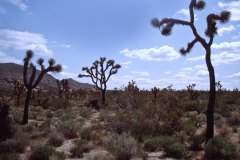 April 7, 1983 | Joshua Tree National Monument, California, USA