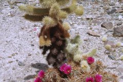 April 7, 1983 | Joshua Tree National Monument, California, USA