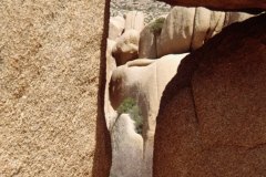 April 7, 1983 | Joshua Tree National Monument, California, USA
