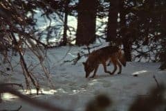 April 7, 1983 | Mount San Jacinto, California, USA