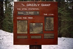 April 17, 1983 | Grizzly Giant, Yosemite National Park, California, USA