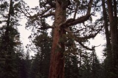 April 17, 1983 | Grizzly Giant, Yosemite National Park, California, USA