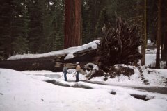 April 17, 1983 | Mariposa Grove, Yosemite National Park, California, USA