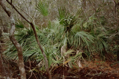 February 22, 1983 | Stephen C. Forster, State Park, Georgia, USA