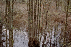 February 22, 1983 | Stephen C. Forster, State Park, Georgia, USA