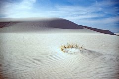 March 11, 1983 | White Sands National Monument, New Mexico, USA