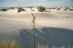 March 11, 1983 | White Sands National Monument, New Mexico, USA