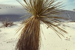 March 11, 1983 | White Sands National Monument, New Mexico, USA